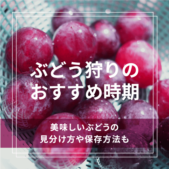 ぶどう狩りのおすすめ時期！美味しいぶどうの見分け方や保存方法も